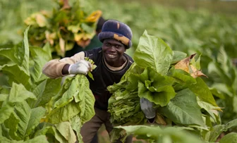 Harvesting tobacco in malawi jpg